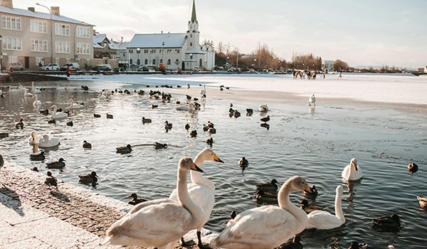 gigolo-a-Reykjavik-1